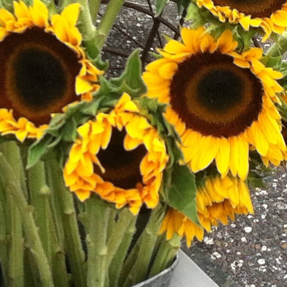 Meet your Posher, Susan - Picture 13 of 15